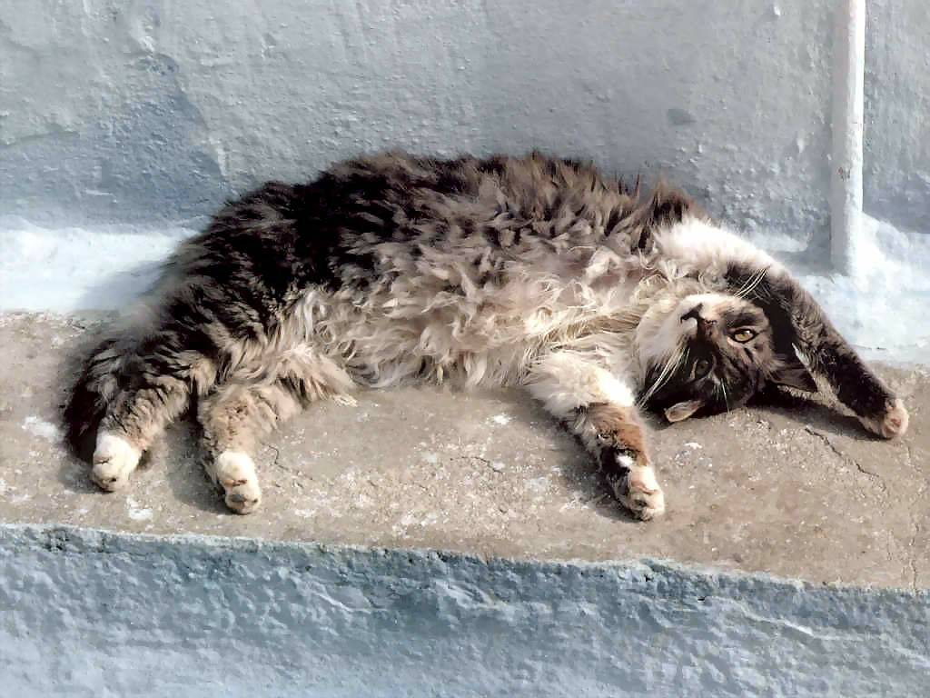 Gatti (253)